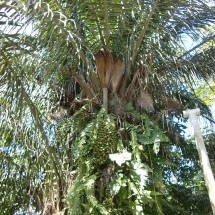 Palm tree with fruits in the Maracaru camp of the National Park Amboro